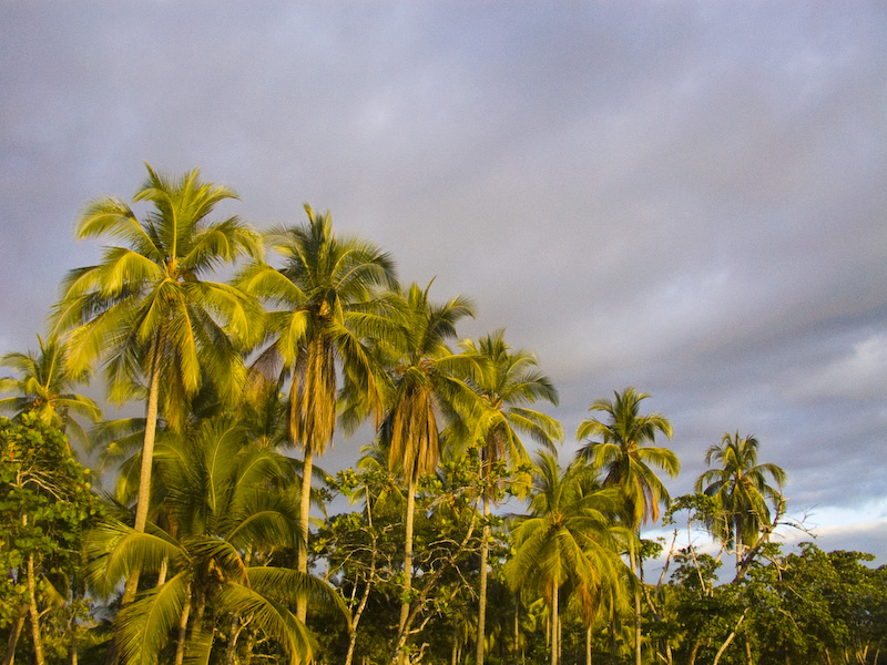 Palm Trees At Sunset